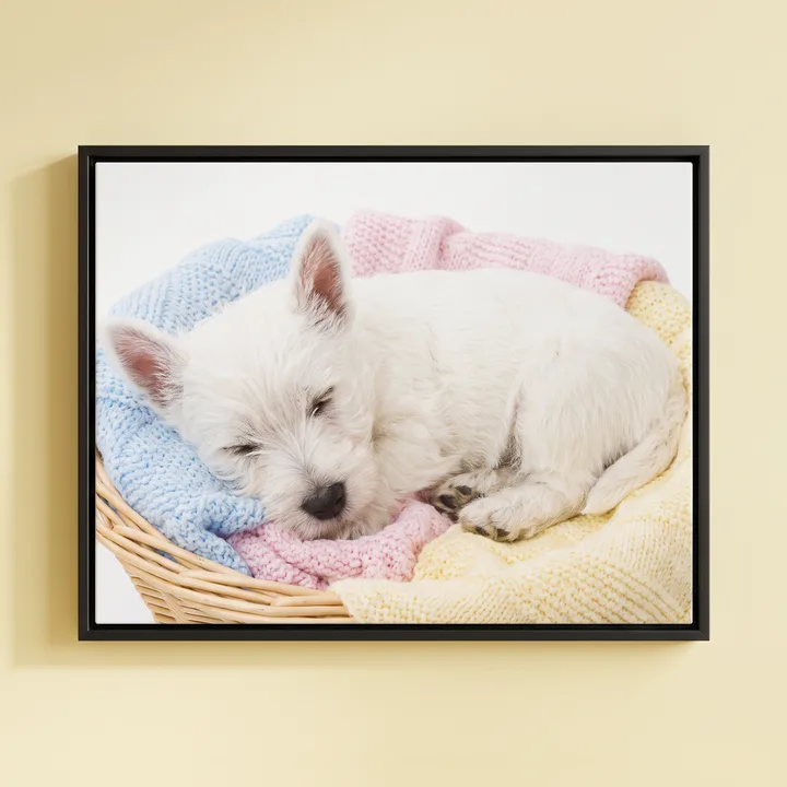 A canvas print of a white puppy asleep in a basket of blankets, in a black floating frame on a pale yellow wall
